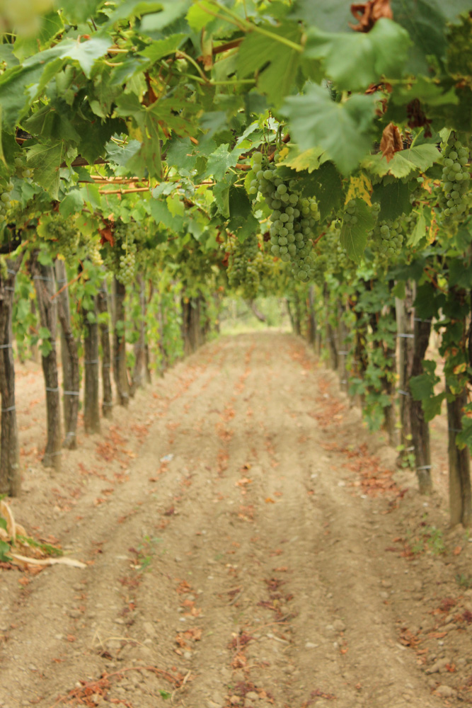 Teran grape vineyards in southwestern Slovenia near Italy’s border