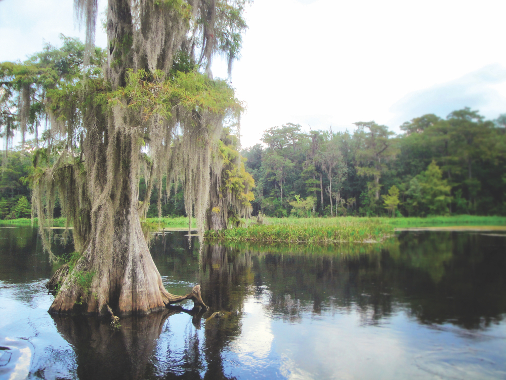 Dark, tannin-rich waters and moss-laden cypress trees at Wakulla Springs State Park