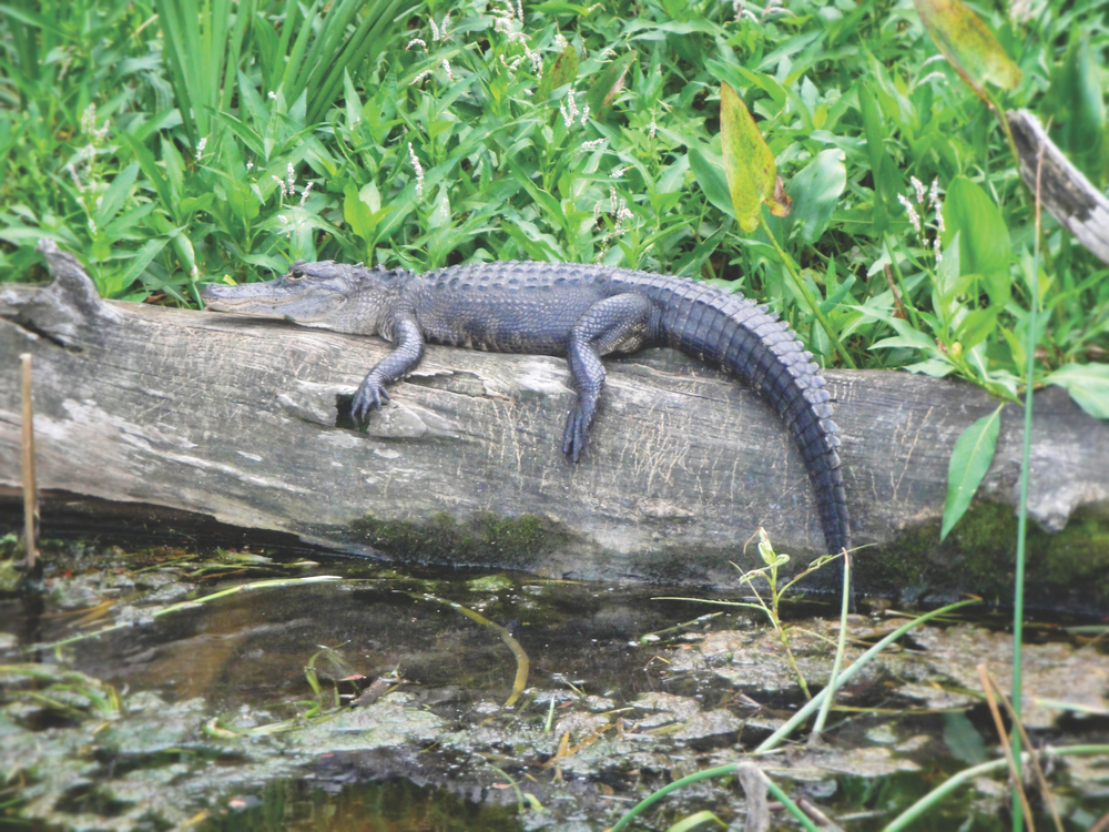 One of countless gators that line the riverbanks of Wakulla Springs State Park