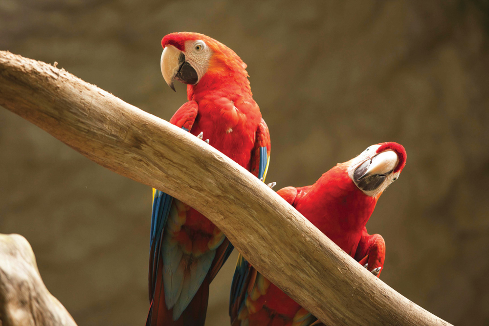 Panama Canal Ecotourism Dreamland Central America. Scarlet macaws