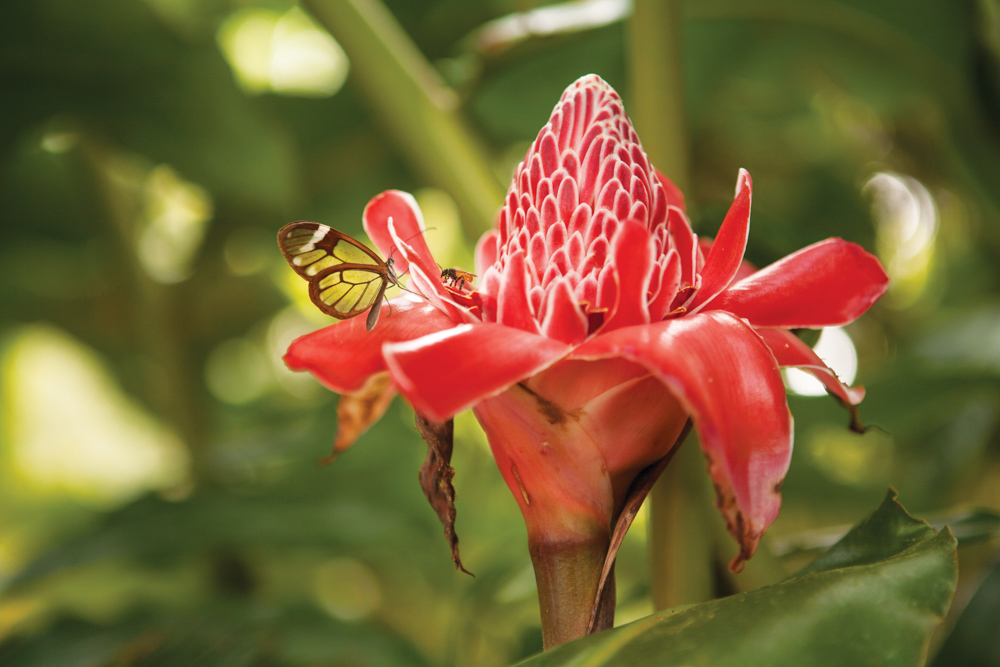 Panama Canal Ecotourism Dreamland Central America. The torch ginger or torch lily