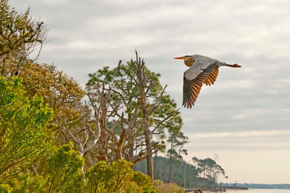 Coastal Guardians Gulf Islands National Seashore VIE Magazine Florida Fort Walton Beach Mississippi