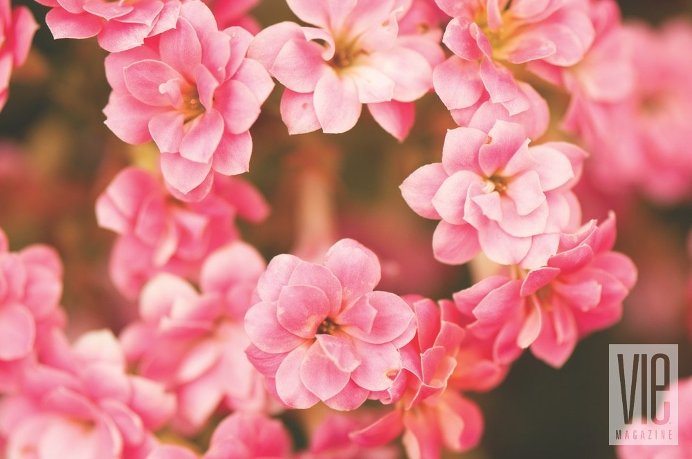 Vie Magazine Bellingrath Gardens pink flowers Photo by Troy Ruprecht