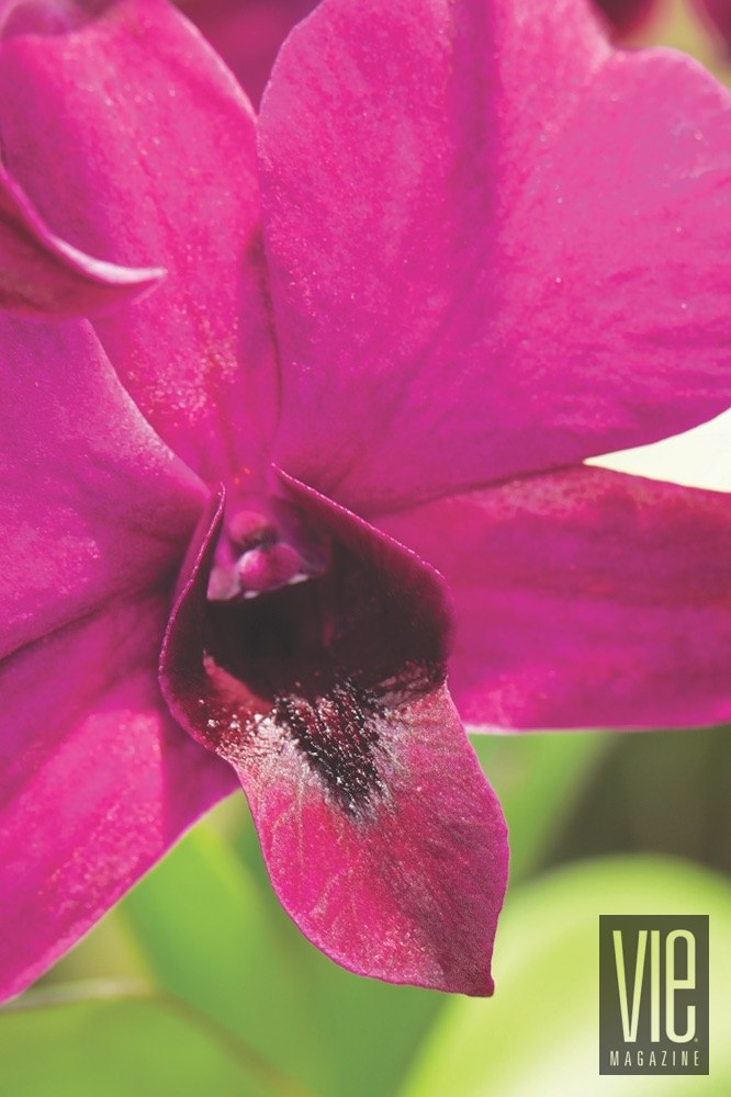 Vie Magazine Bellingrath Gardens pink flower Photo by Bill Weckel
