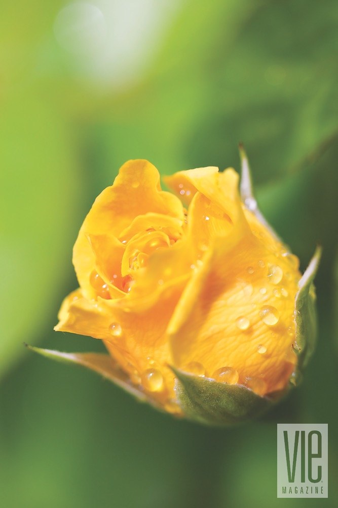 Vie Magazine Bellingrath Gardens yellow rose covered in rain drops Photo by Bill Weckel