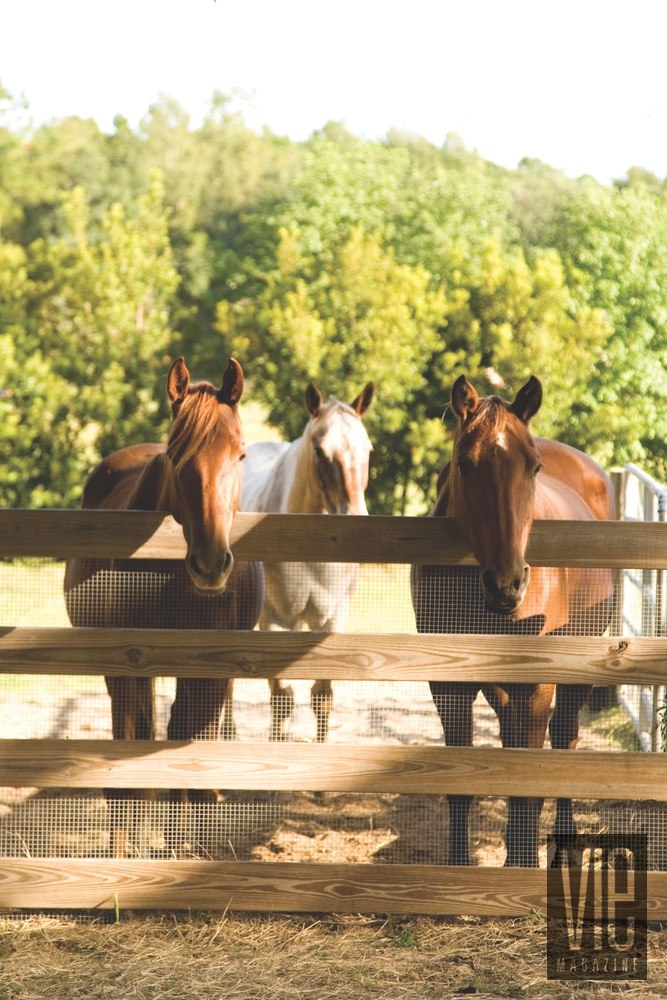 Vie Magazine Alaqua Animal Refuge horses