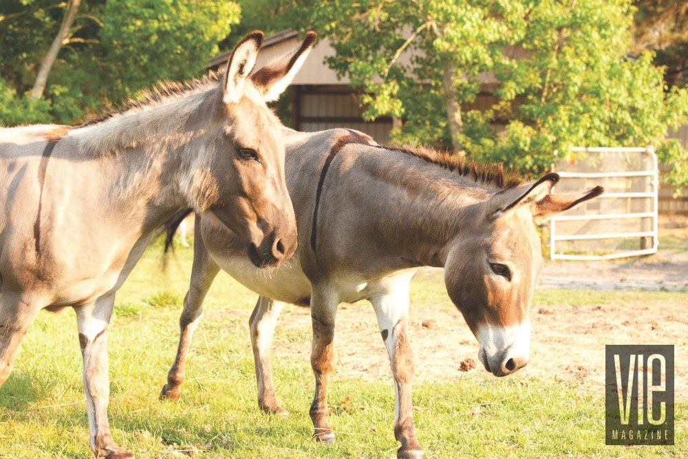 Vie Magazine Alaqua Animal Refuge Donkeys