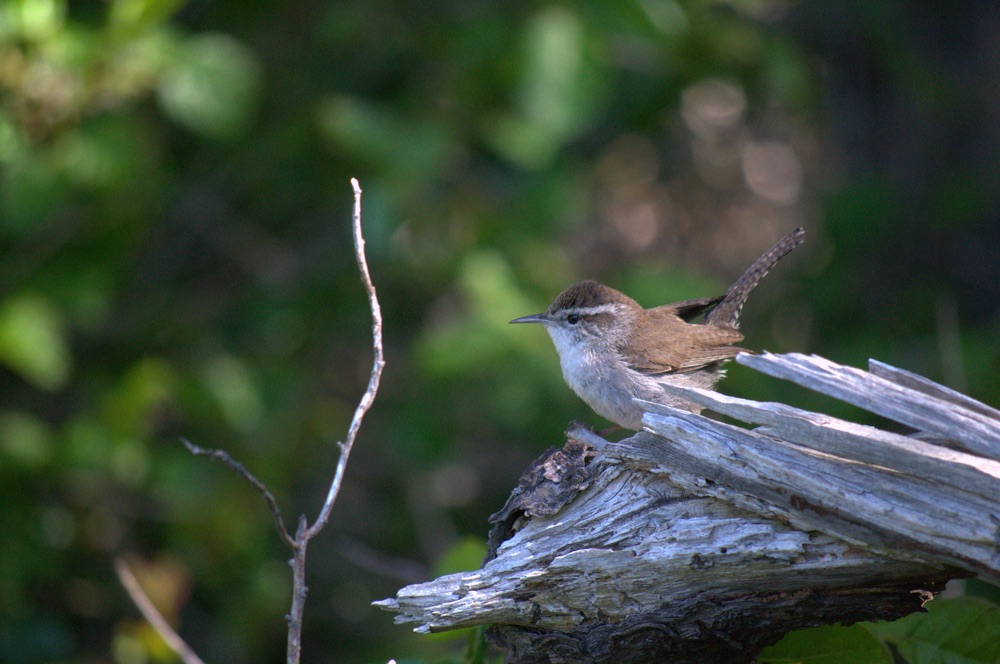 Bird sitting on branch in California