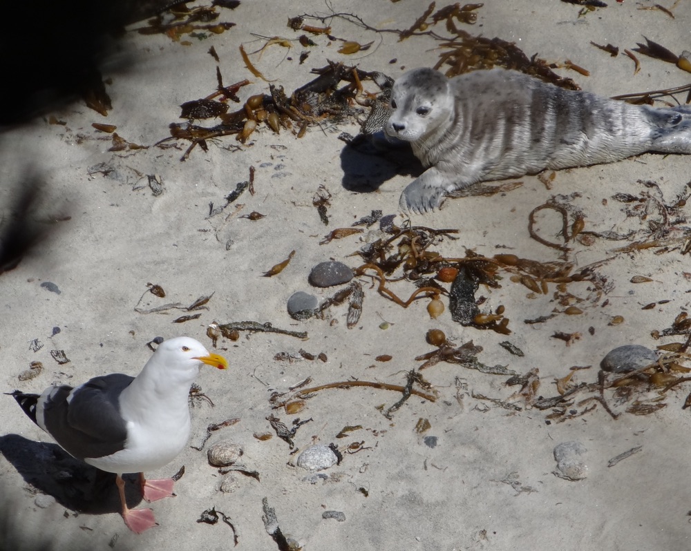 Baby seal pup and seagull on beach