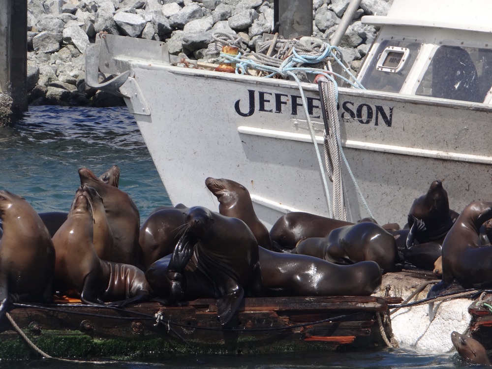 Seals sitting on dock
