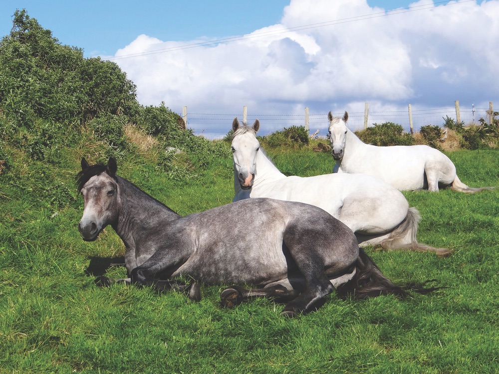 Ireland, Connemara national park, Connemara Life, ponies, Connemara pony festival