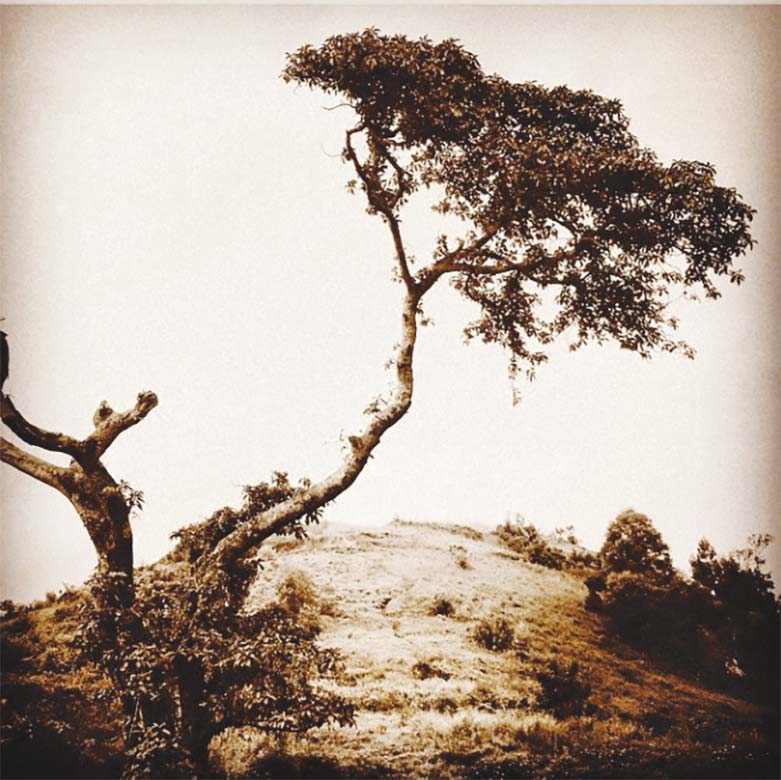 photograph of a tree