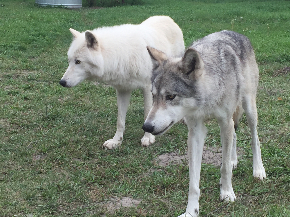 vie-blog-sept2015-kelly-travel-wolfdog-sanctuary06