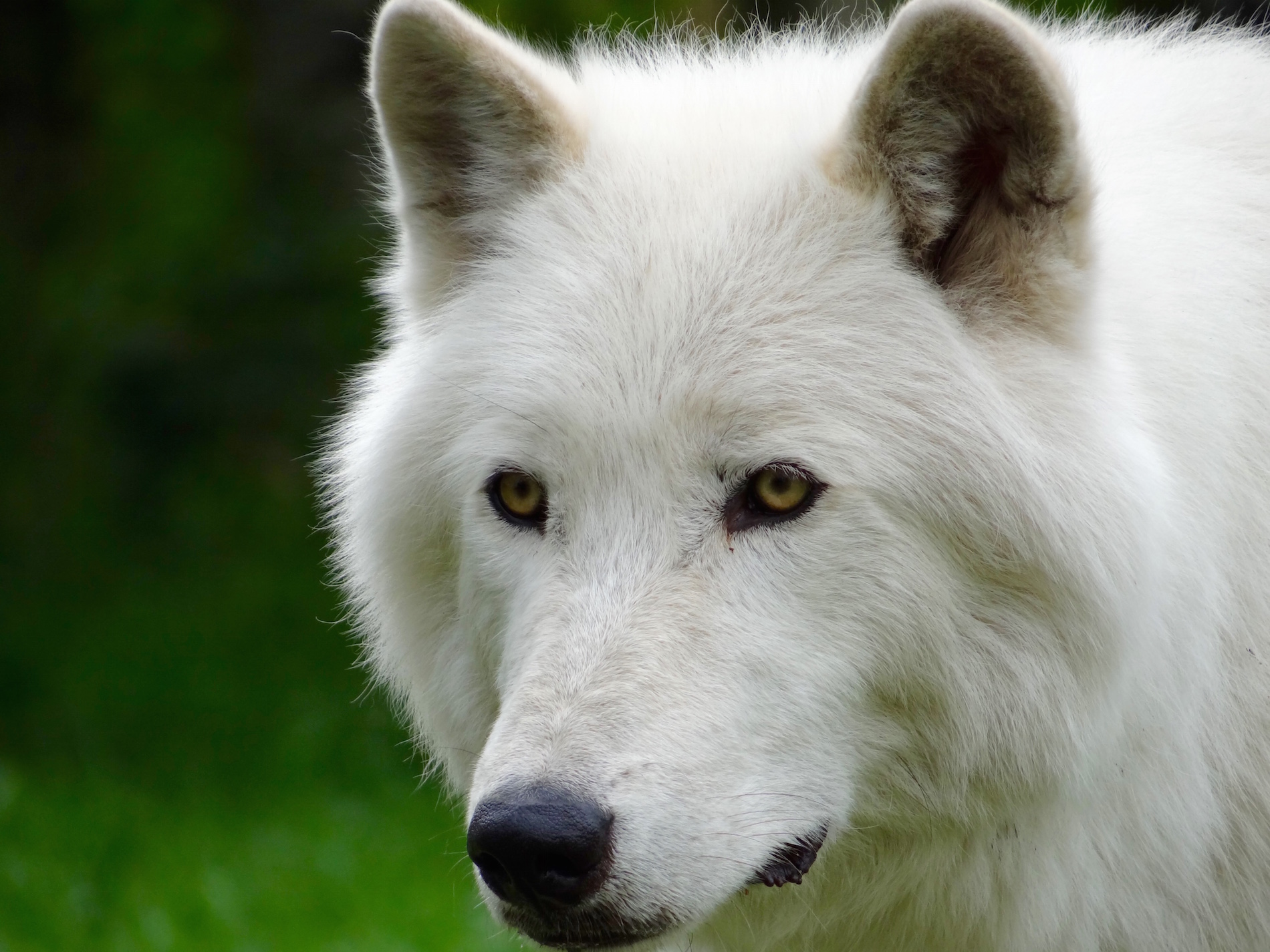 Alberta’s Wolfdog Sanctuary