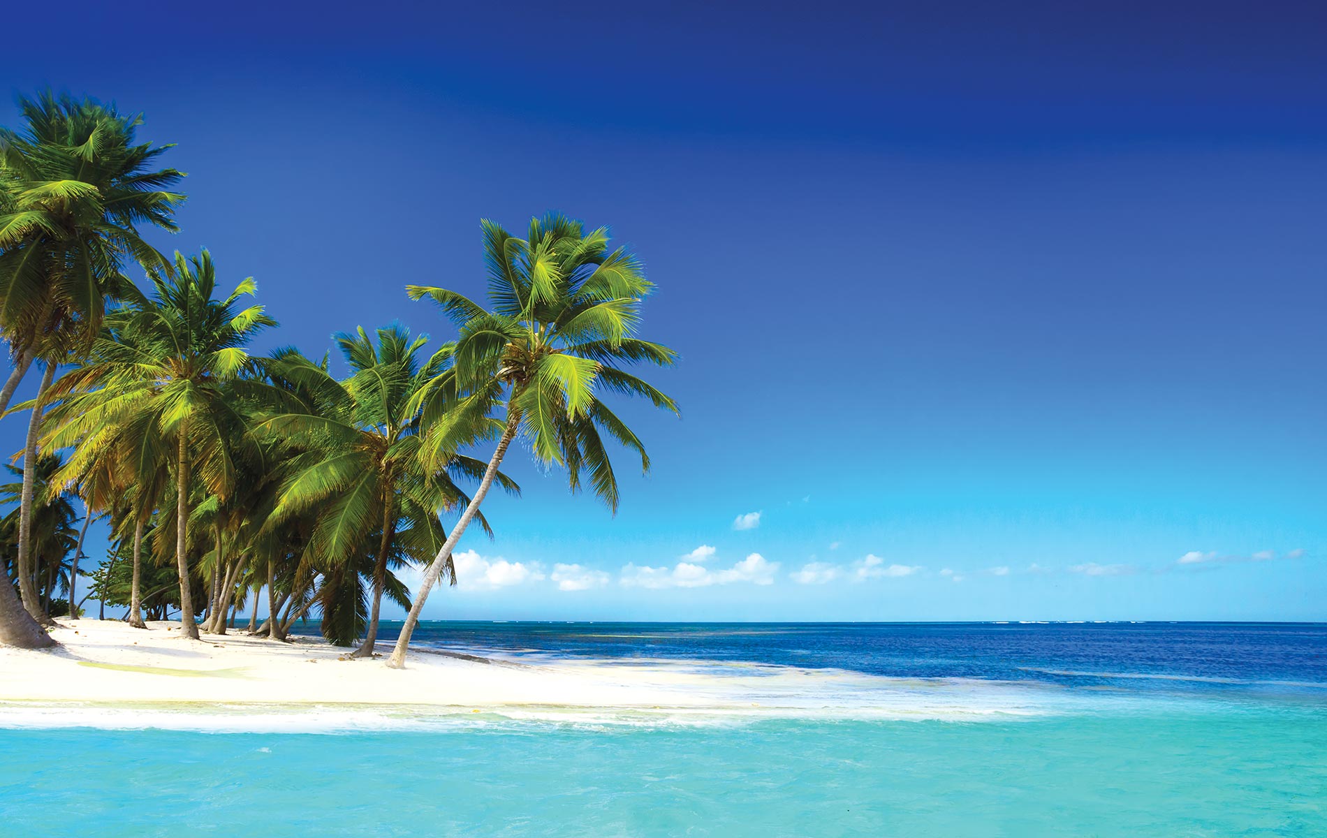 Beach with palm trees in punta cana
