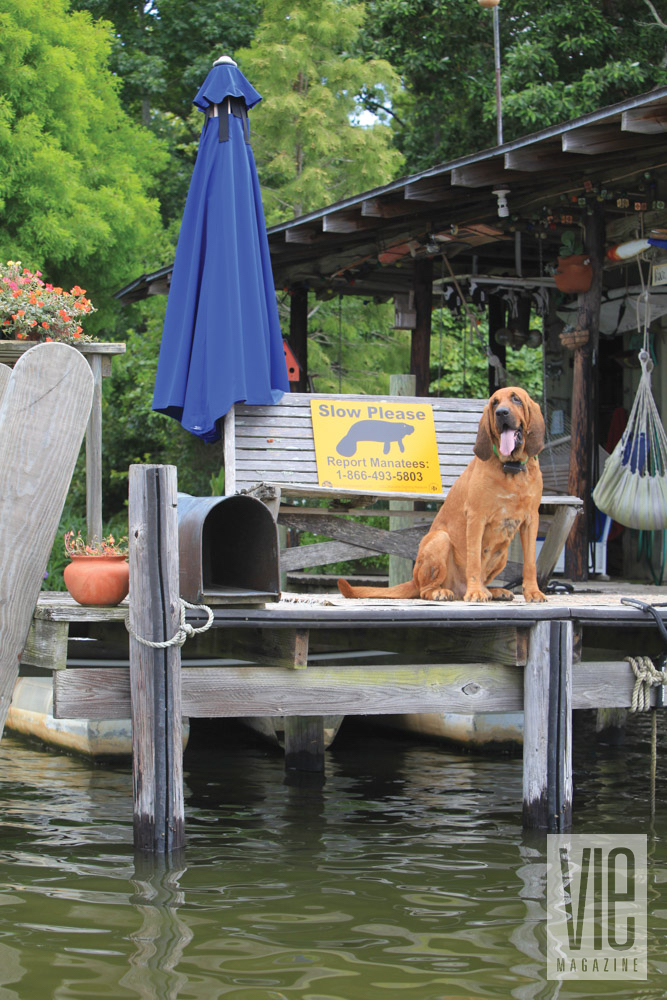 Dog sitting on a dock in Fairhope, Alabama