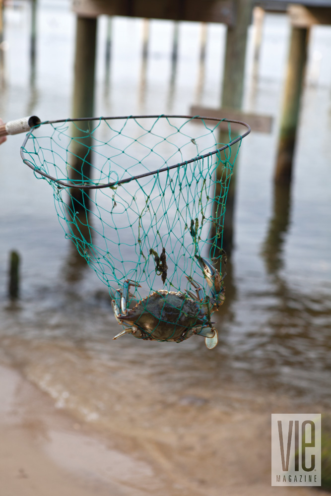 Catching crab in a net in Fairhope, Alabama