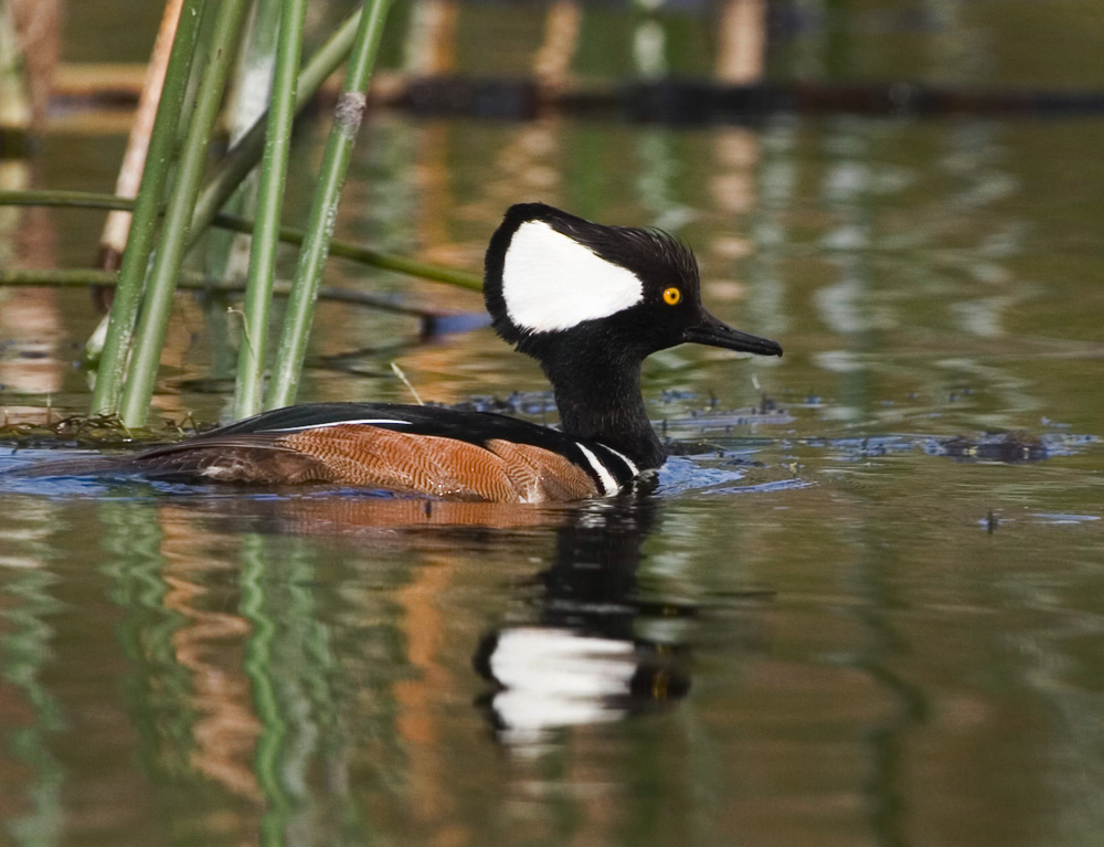 bird floating on lake springs of florida
