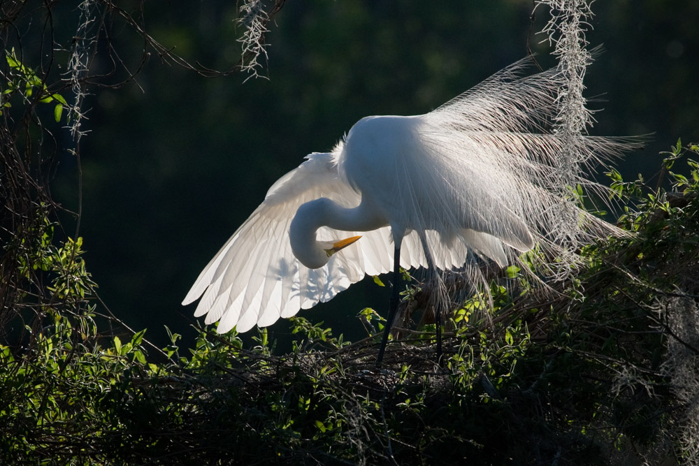 white crane on the springs of florida