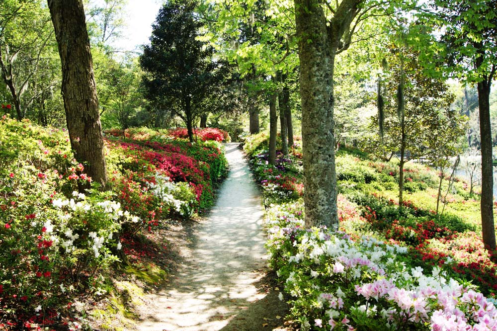 path lined with flowers