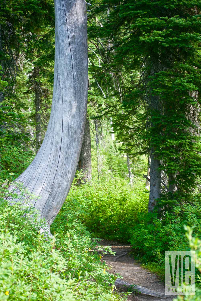 Curved tree on trail in Montana Jewel Basin