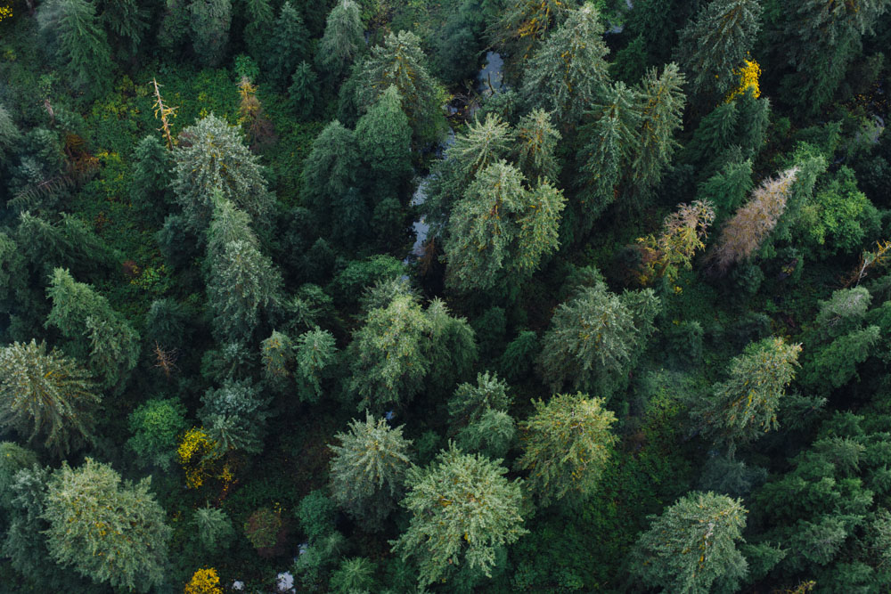 Aerial view of lush trees in Vancouver Island, Canada