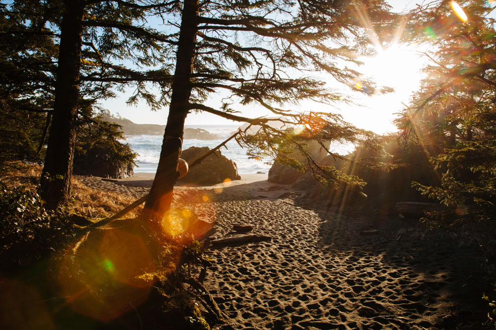 Secluded beach covered in trees at sunset in Vancouver Island, Canada
