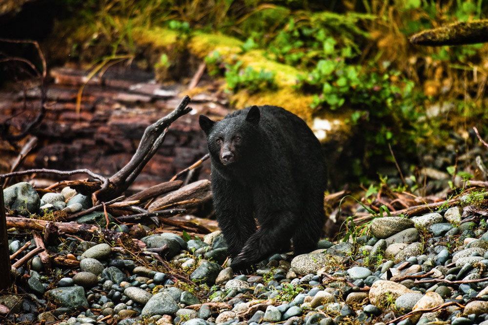 Black bear walking on the rocks in Vancouver Island, Canada