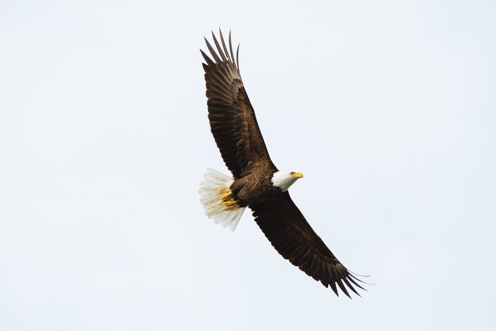 Bald Eagle soaring through the sky in Vancouver Island, Canada
