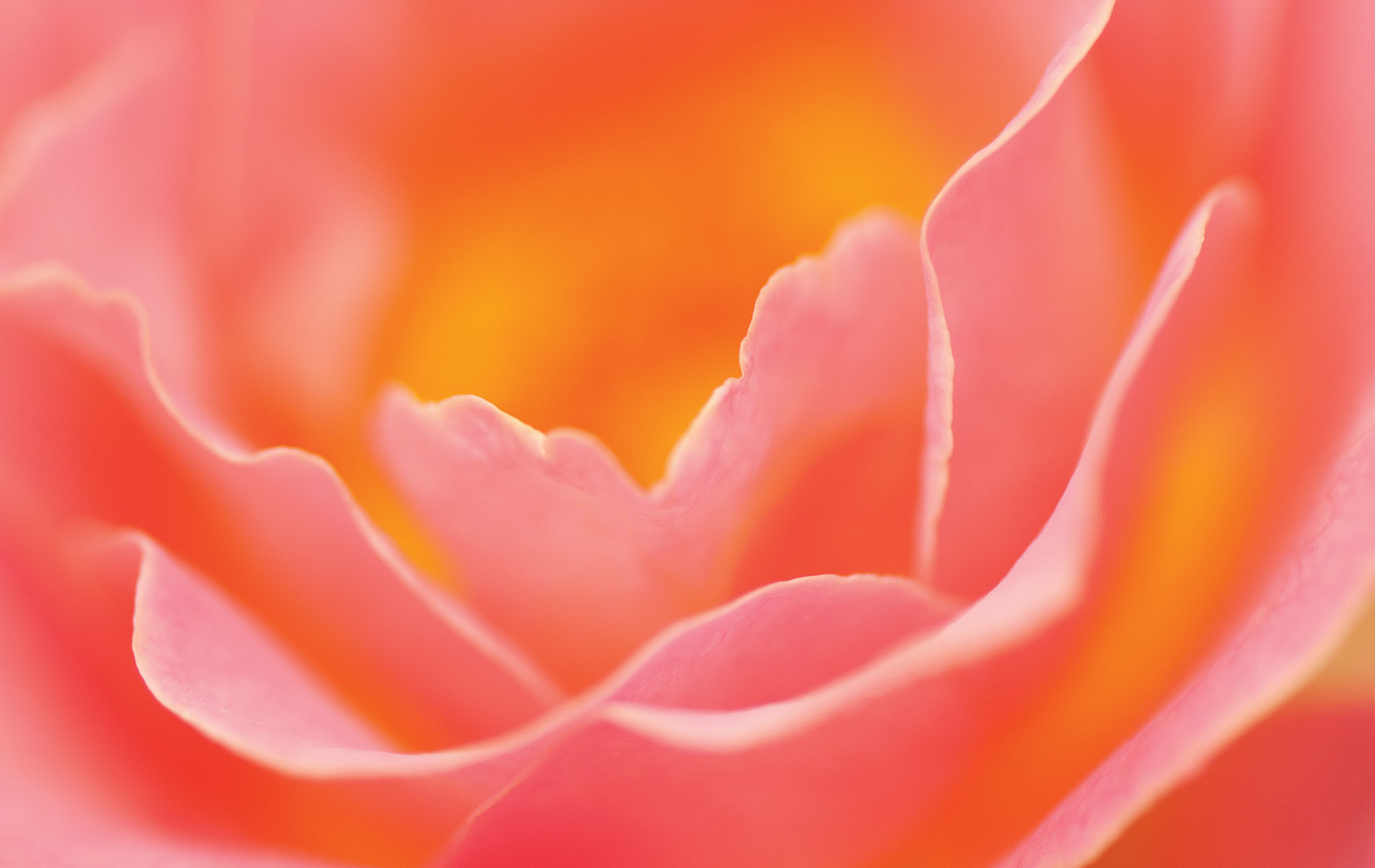 VIE Magazine Bellingrath Gardens pink and orange flower Photo by Troy Ruprecht