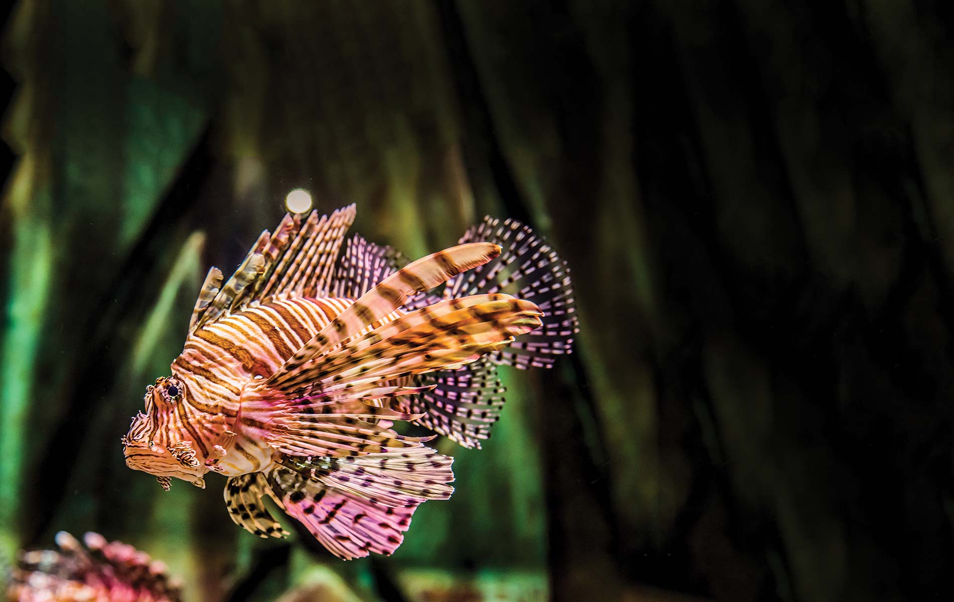 The Lovely, Exotic Lionfish