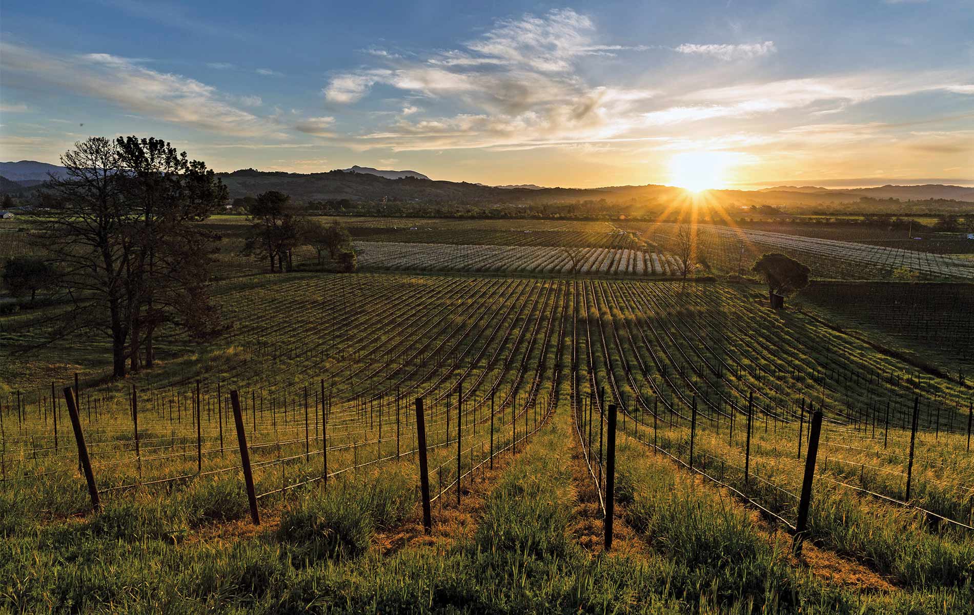 sunset over wine vineyard
