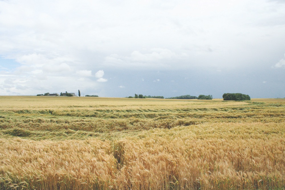 France’s Pays de la Loire region—beautiful rolling fields of golden wheat as far as the eye can see