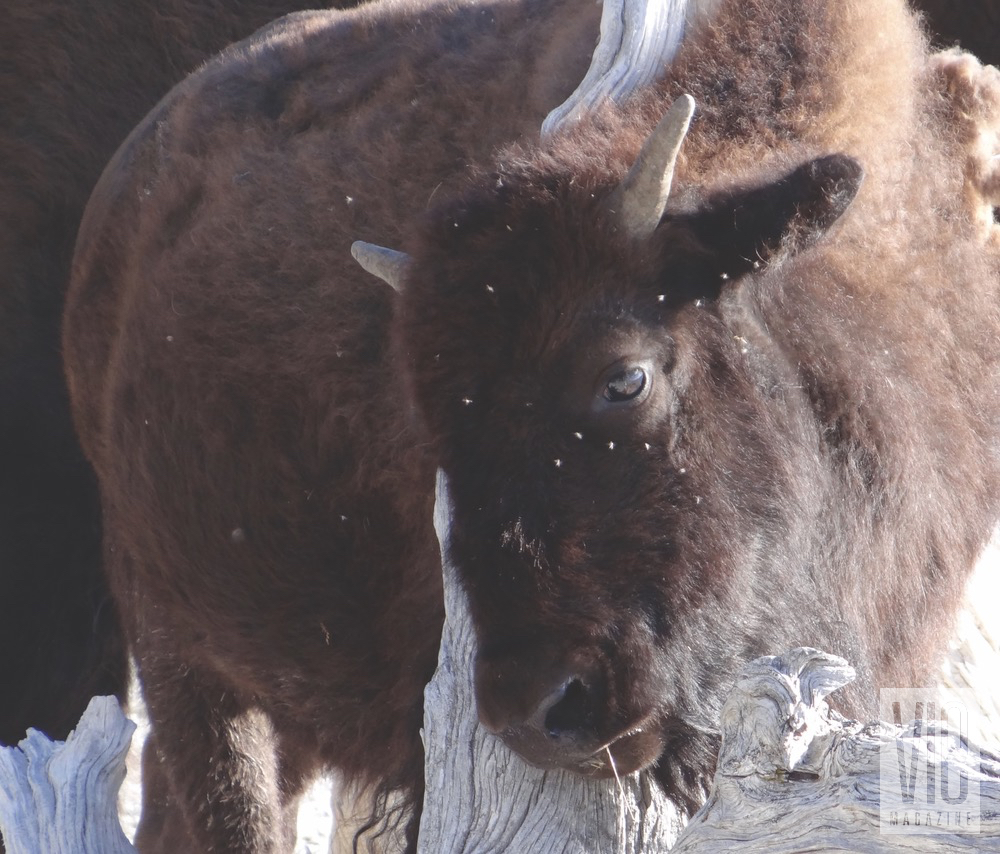 buffalo yellowstone national park vie magazine