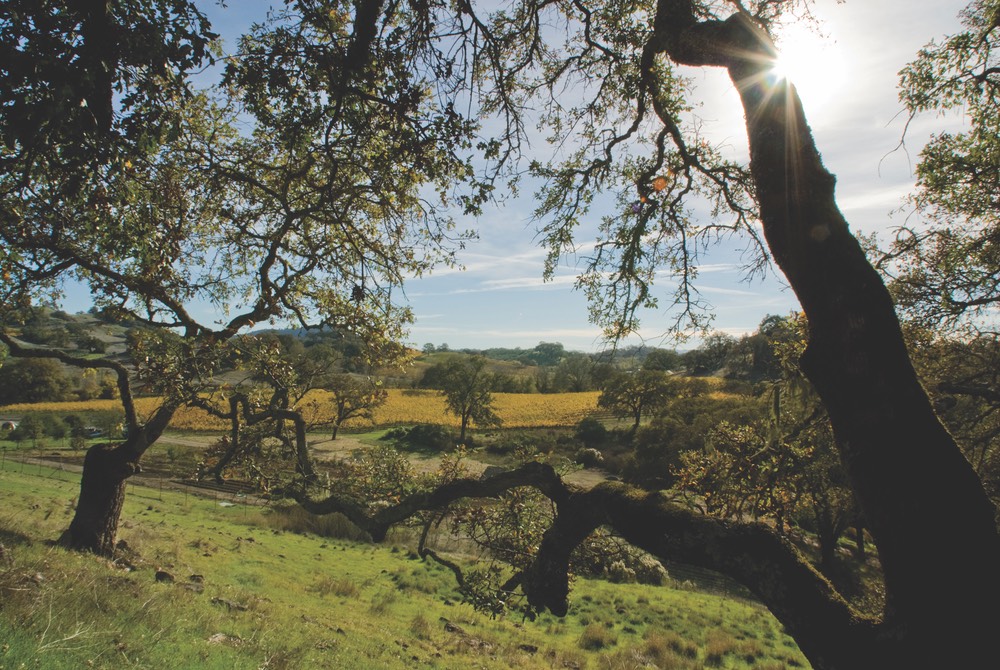 Bella Vineyards, Dry Creek, Sonoma County, California vie magazine wine country