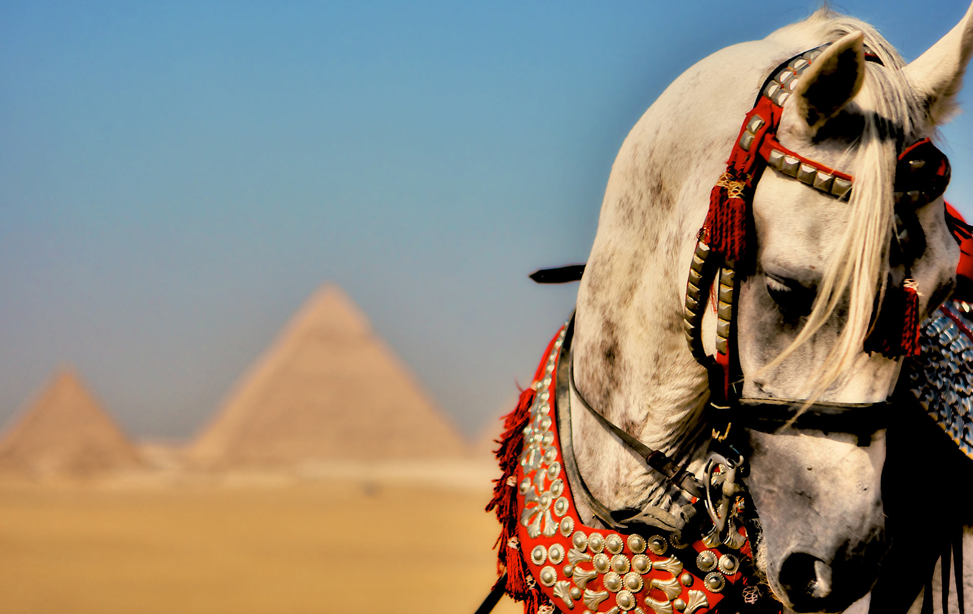 Adventures in Egypt