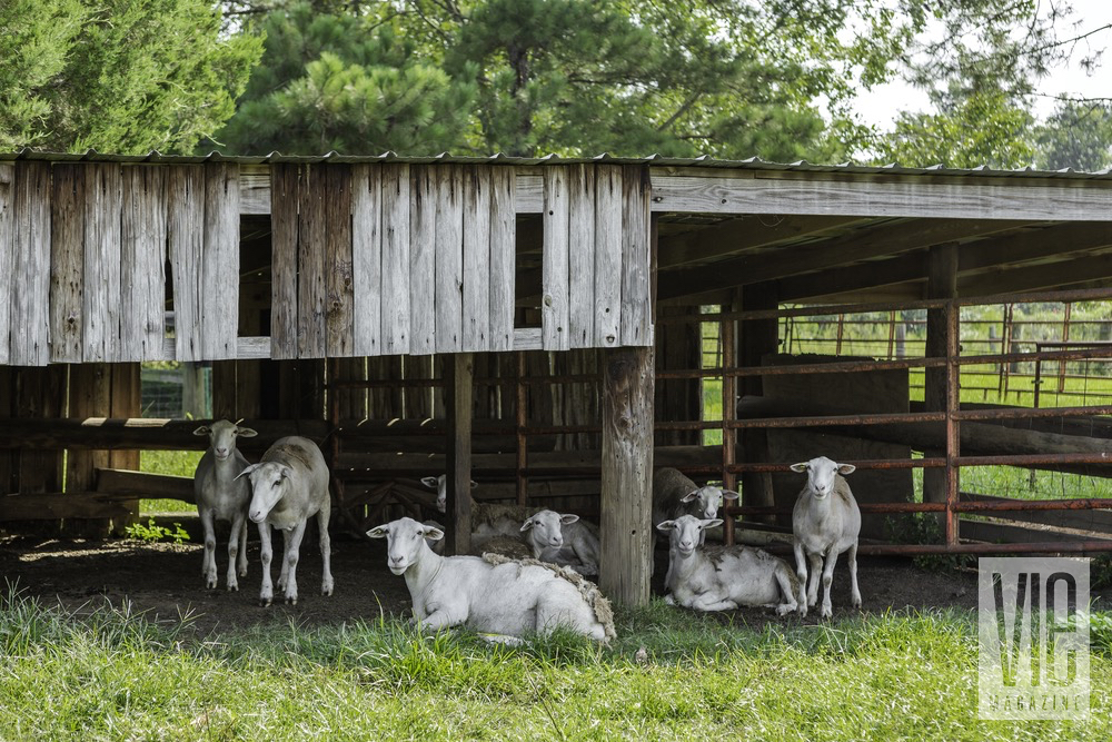 Lambs Hanging Around At Green Cedars Farms Each Resting On Lush Green Grass