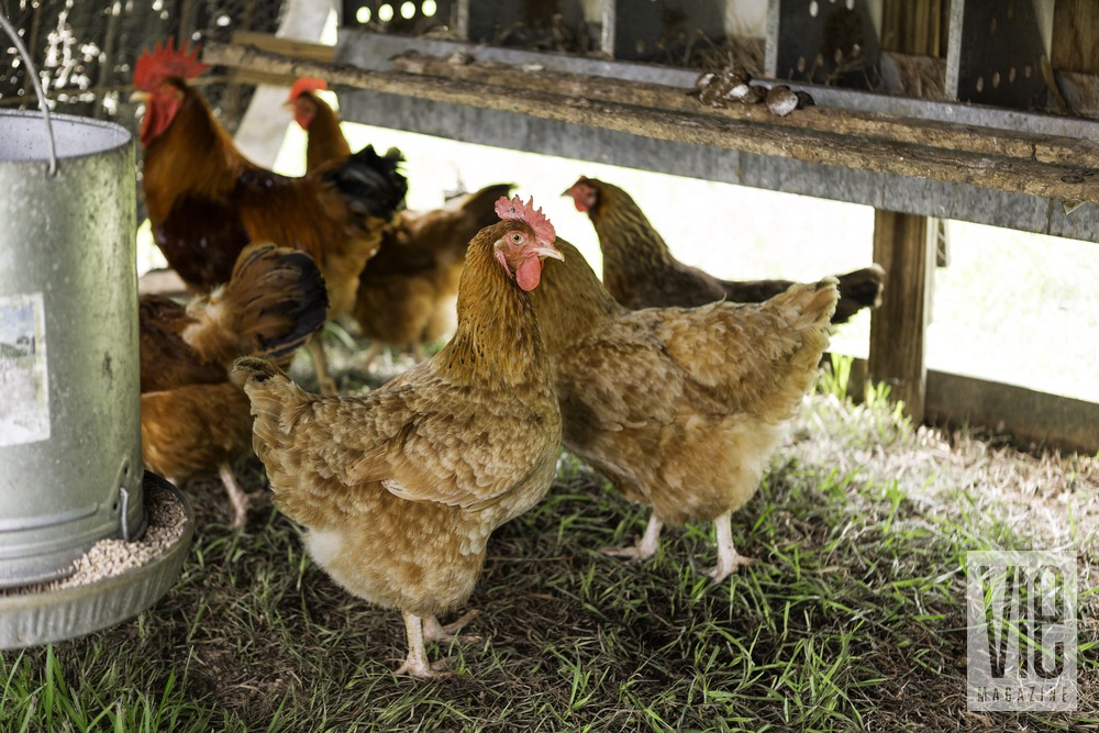 Cage Free Brown Hens Of Green Cedars Farms Leisurely Walking Around