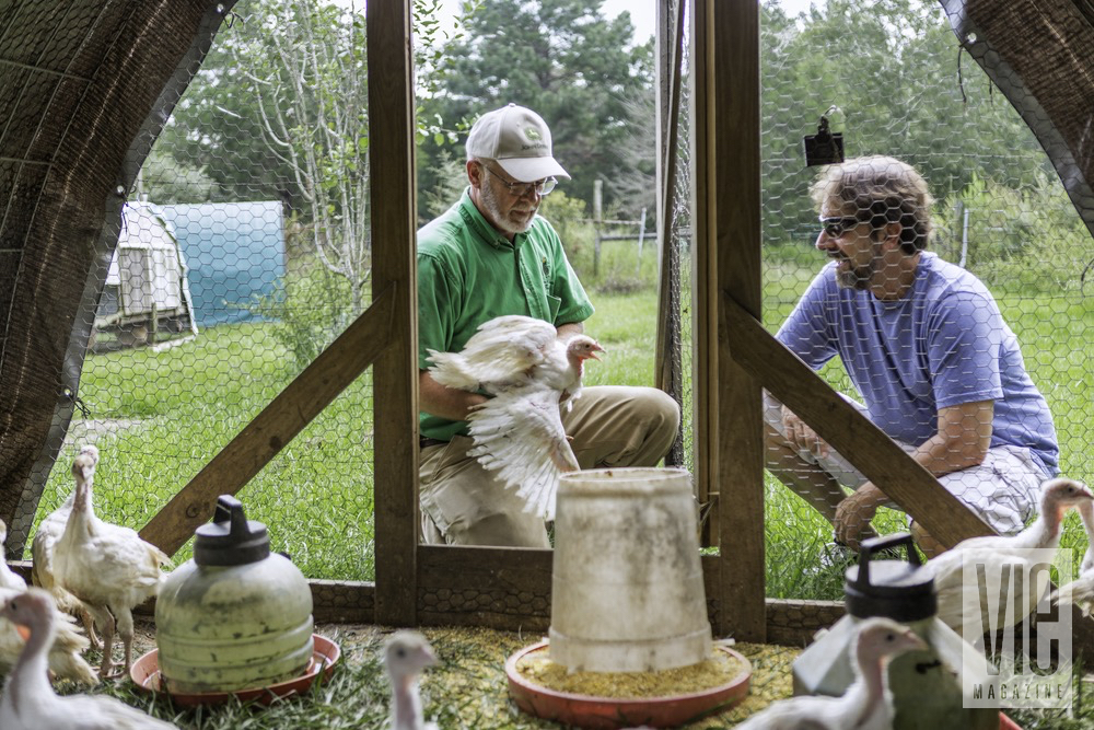 Farmers Of Green Cedars Farm Inside The Turkey Coop Feeding The Birds