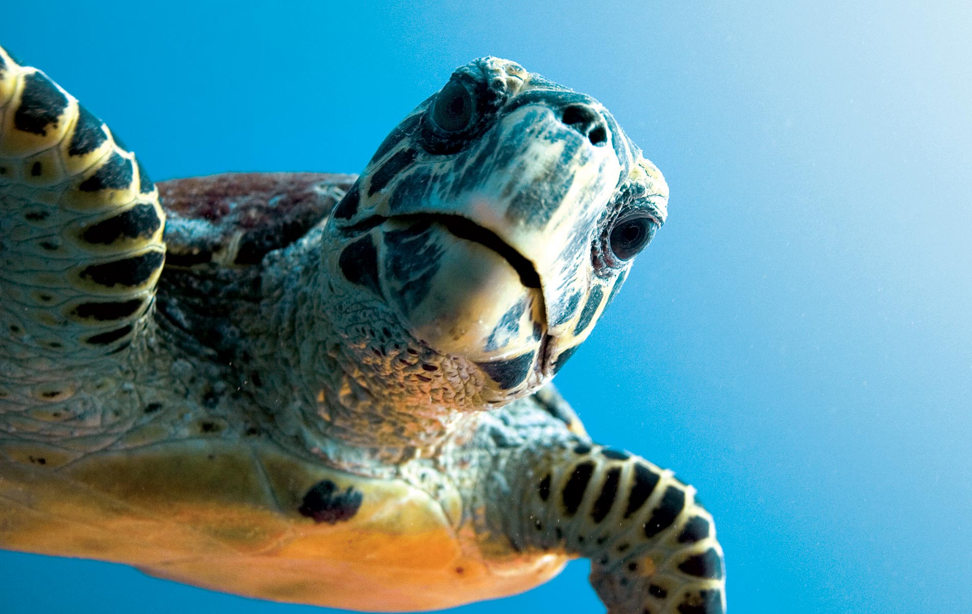 Casting a New Light on Sea Turtles