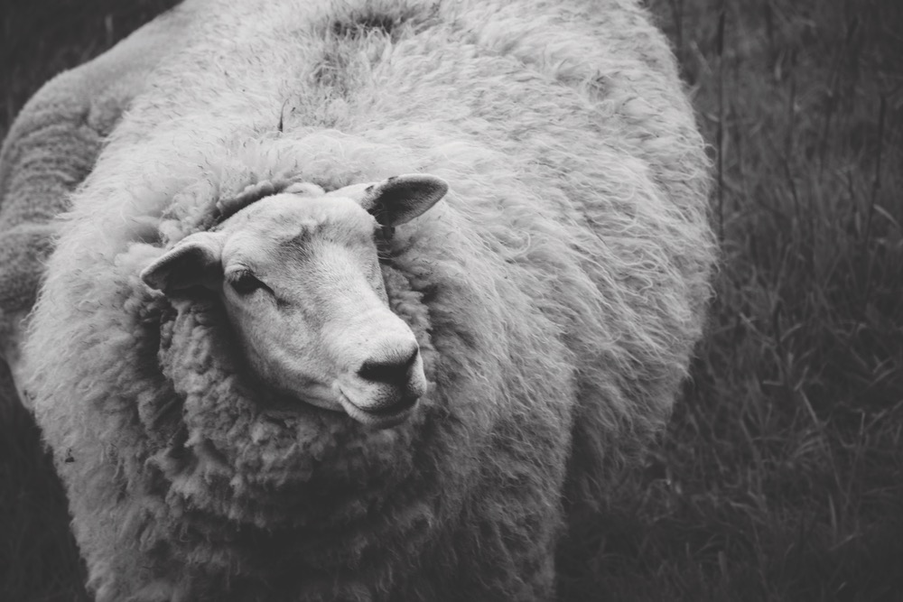 Black And White Close Up Of A Woolly Sheep With A Thick Coat Of Long Wool