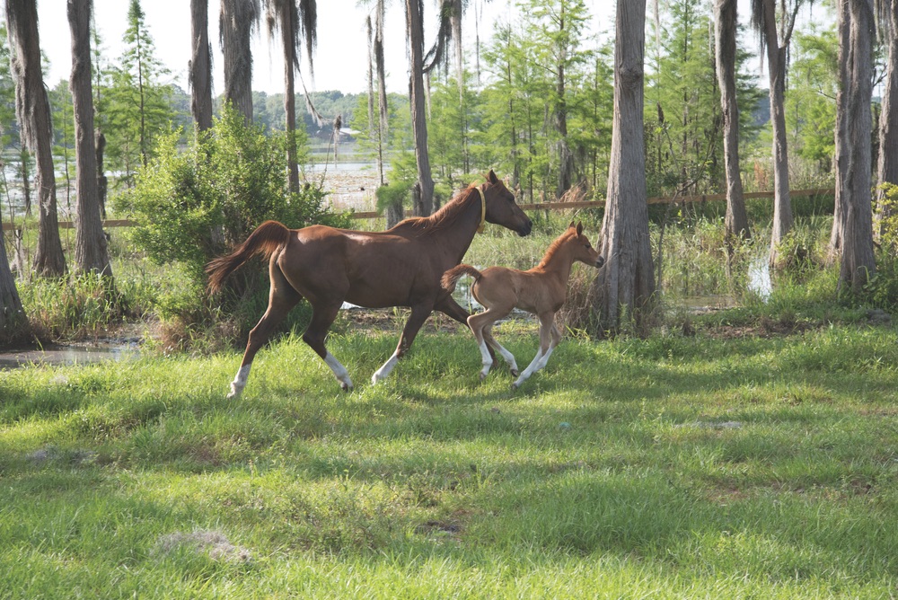 A mare and her foal run free in one of Al-Marah's lush paddocks