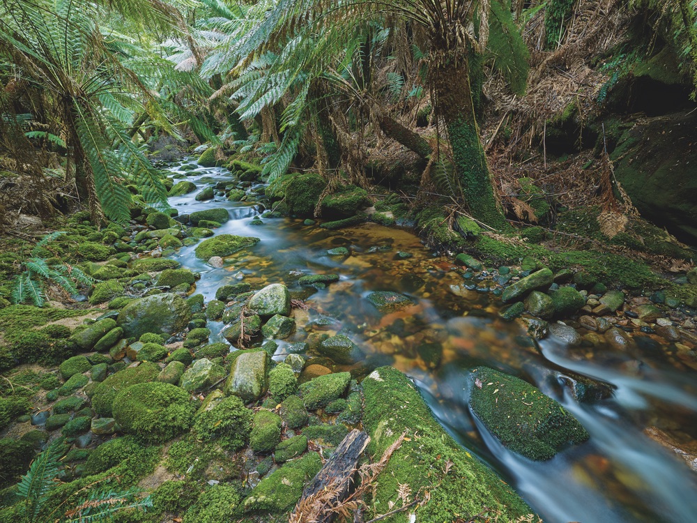 Rain forest stream in the blue tier northeast highlands tasmania travel