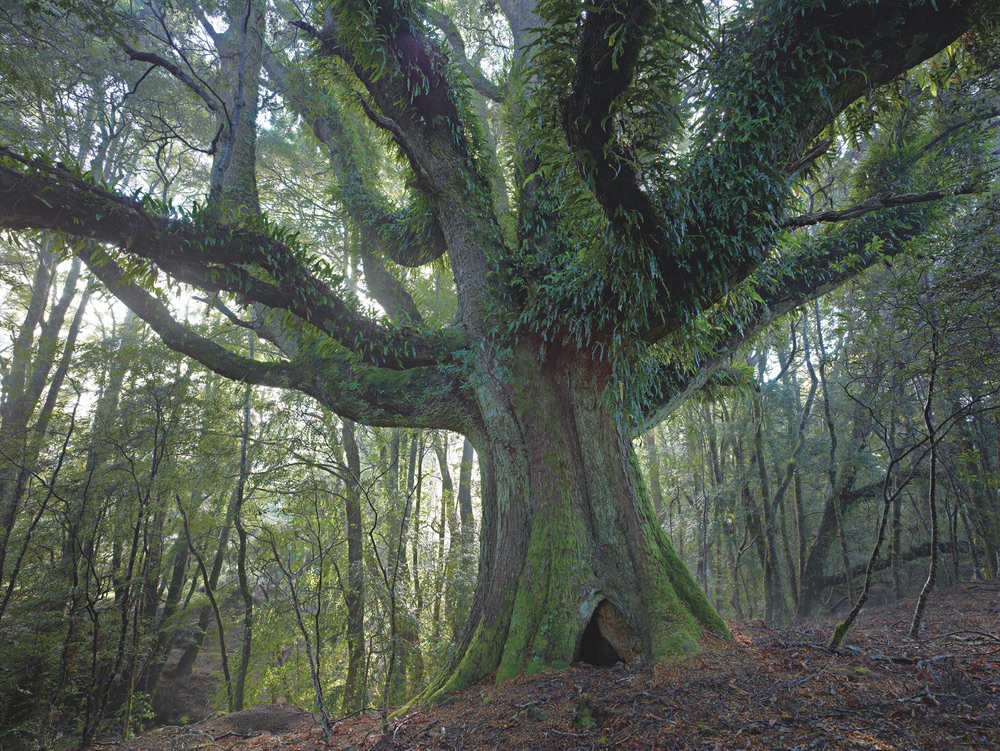 Ancient myrtle tree in rain forest northeast highlands tasmania