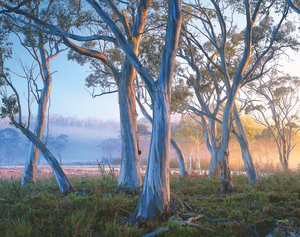 Snow gums near Lake Saint Clair Tasmania travel trees 