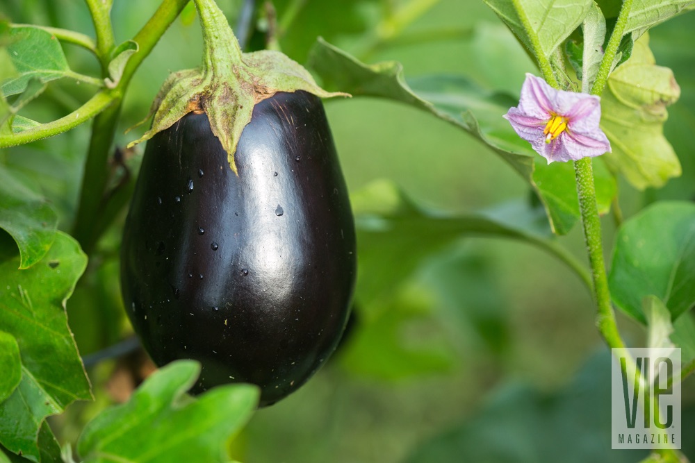 Eggplant in the garden fall fresh recipes from the garden