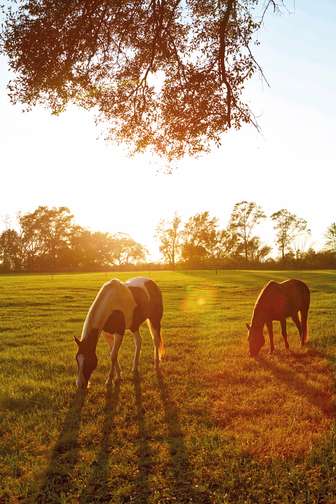 Horses at the farmhouse Susan Lovelace interior design Home and Decor Issue 2016