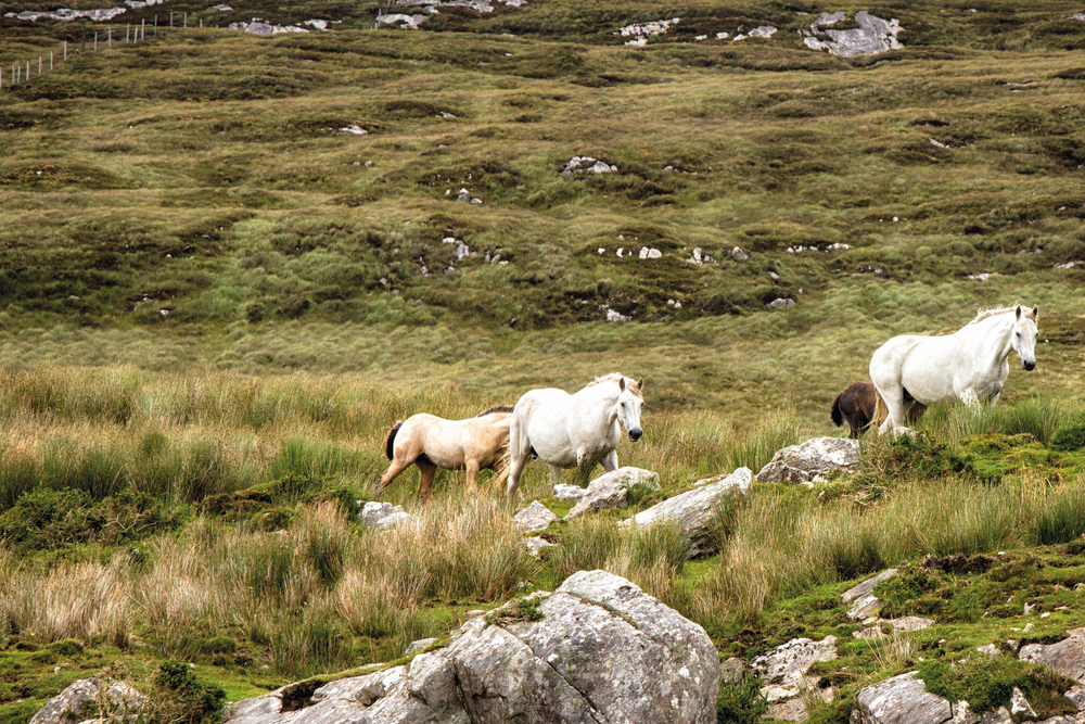 White horses on a hill Glenbricken Farm Connemara Life Voyager Travel Magazine Ireland