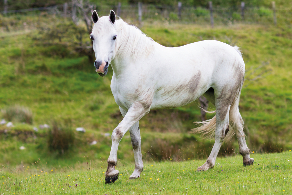 Beautiful white horse on Glenbricken Farm Connemara Life Voyager Travel Ireland