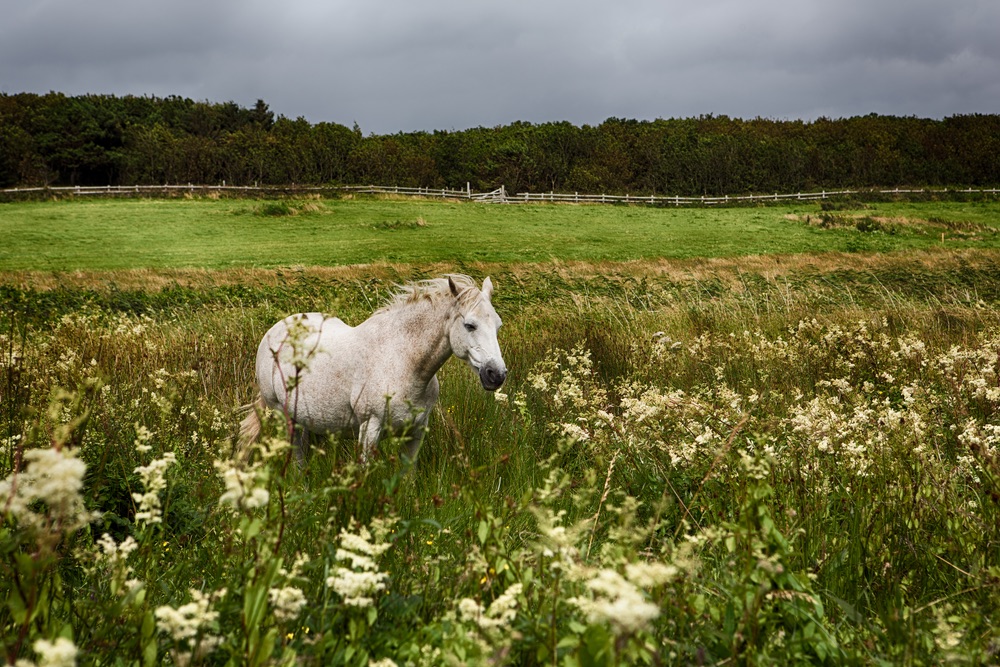 Beautiful Connemara Pony running through the field Photo by Romona Robbins